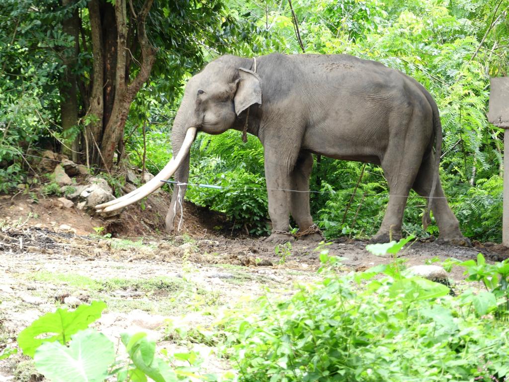 Shackled elephant bull at Khao Kheow Open Zoo Thailand
