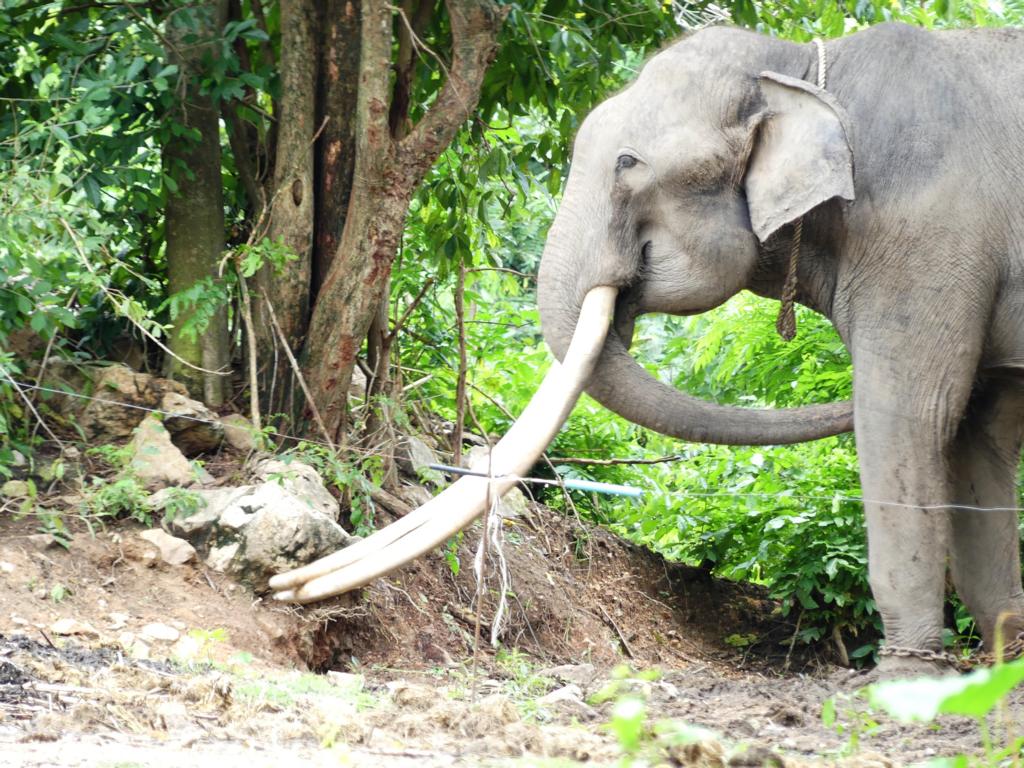 Detail of shackled elephant bull at Khao Kheow Open Zoo Thailand