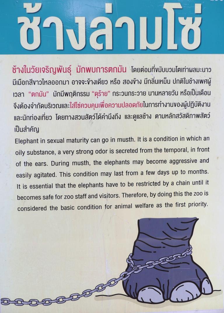 Explanation sign at Khao Kheow Open Zoo about musth in elephants