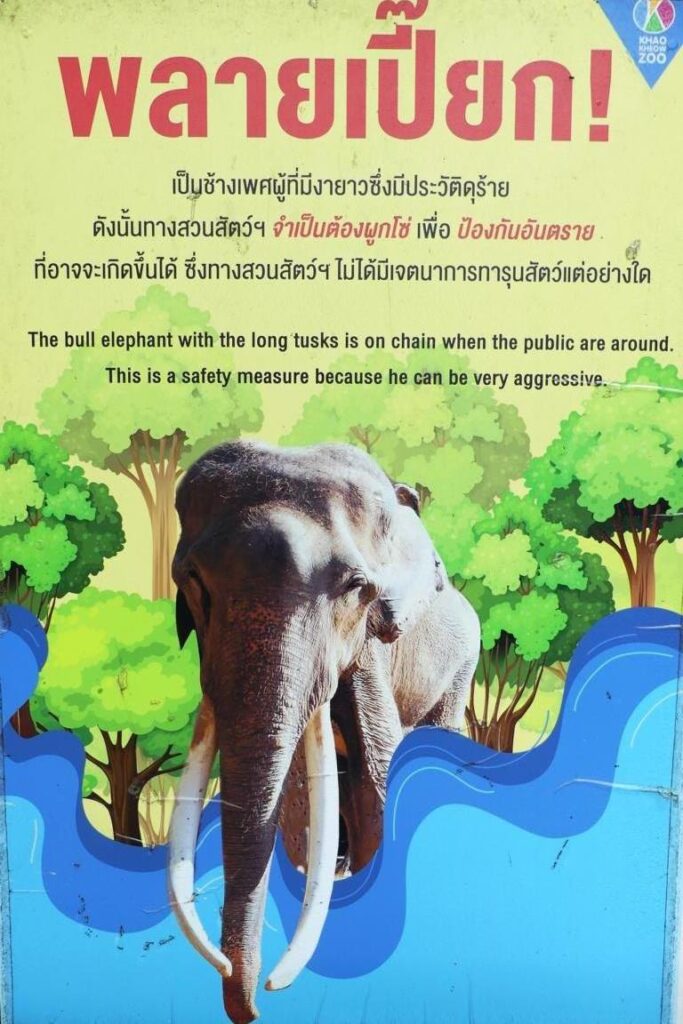 Warning sign at Khao Kheow Open Zoo about dangerous elephant bull