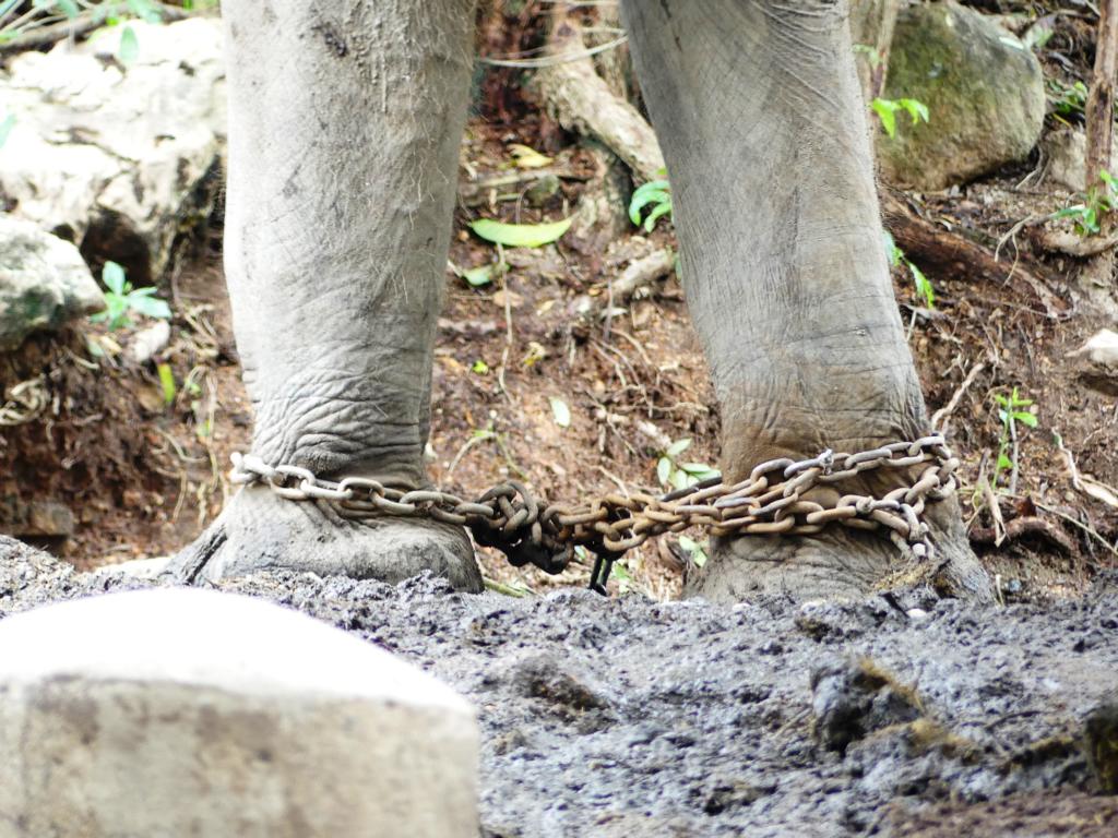 Shackled forelegs of Asian elephant bull
