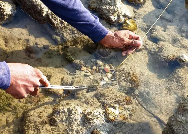 preparing to impale an octopus