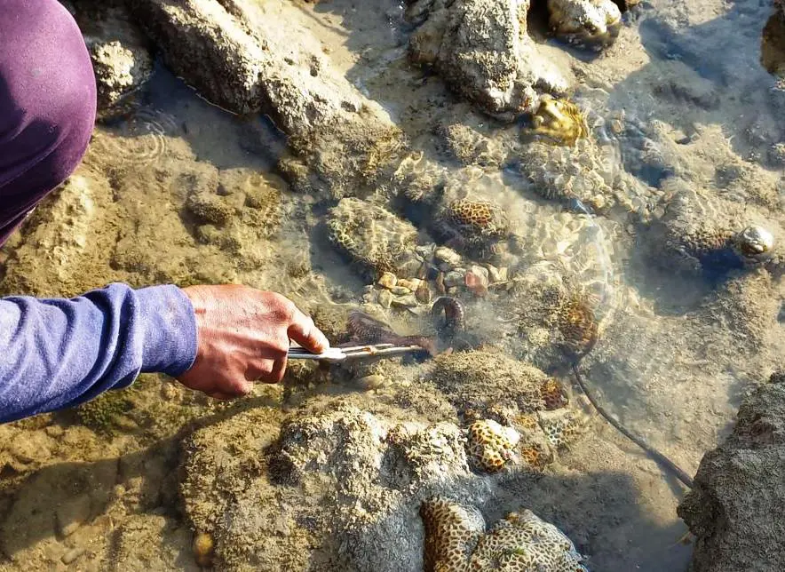 moment of impaling an octopus