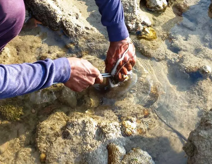 lifting the impaled octopus out of its hole