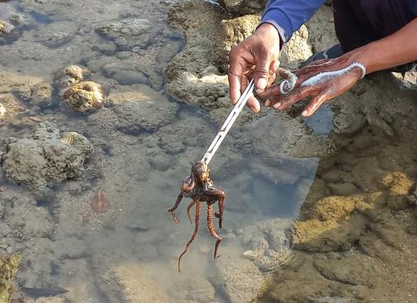 freshly impaled octopus