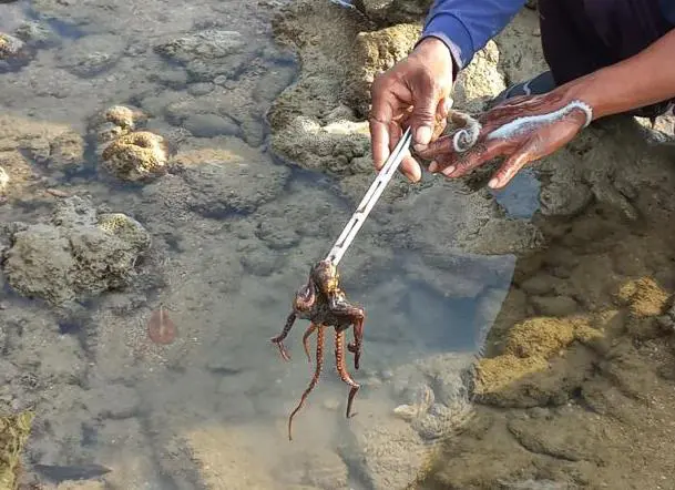 freshly impaled octopus