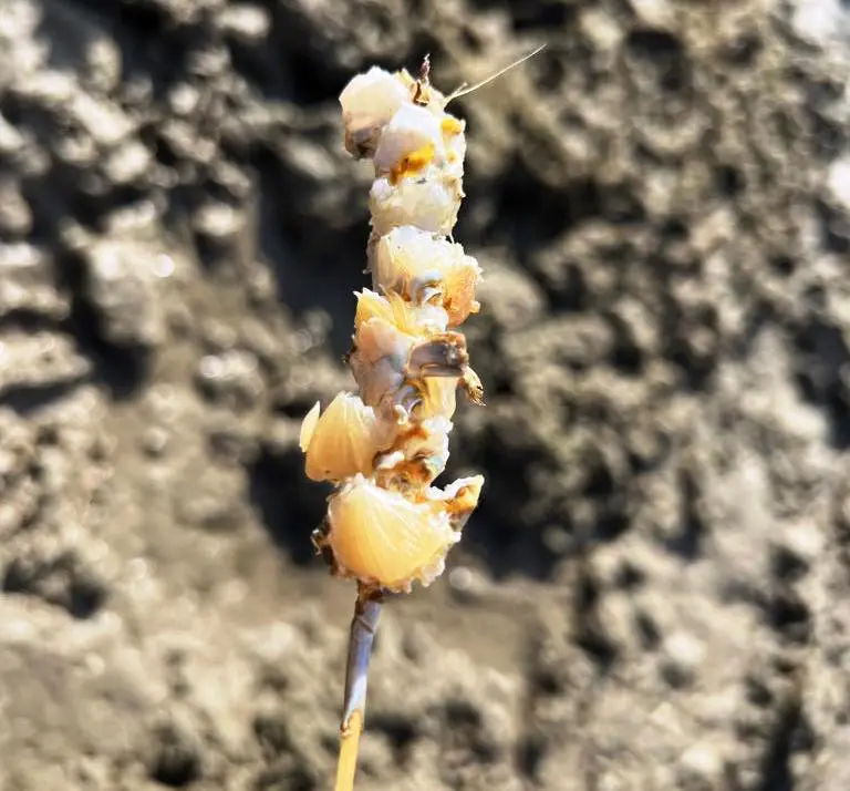 crab meat skewered on a bamboo stick as bait for catching octopuses