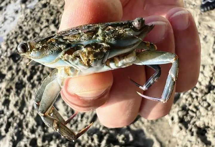 Crab used as bait for catching octopuses