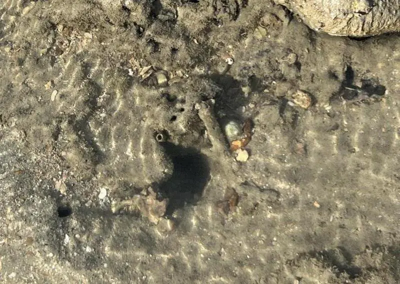 Pebbles around an octopus hole