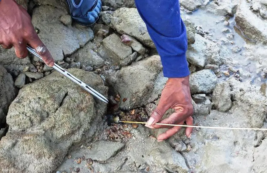 Method to catch octopuses in rocky holes