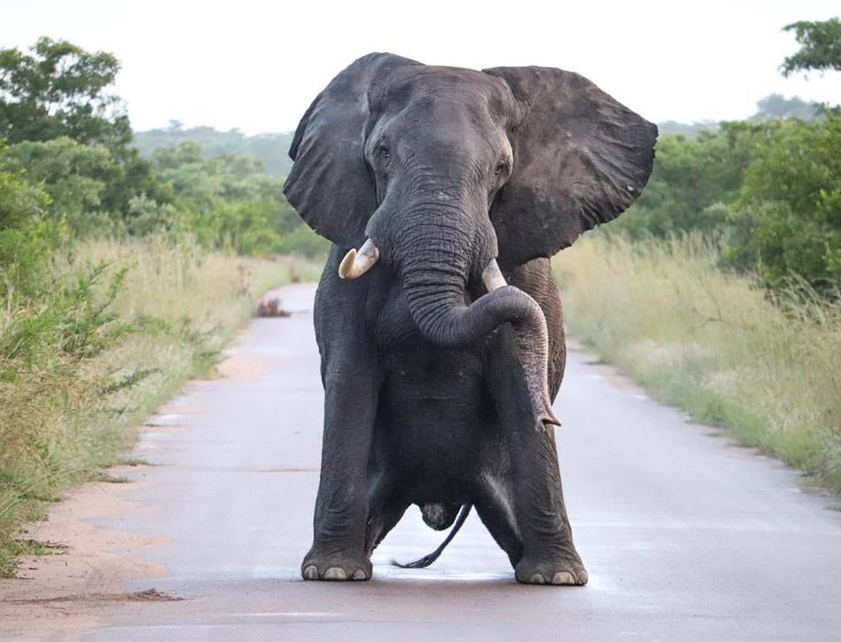Elephant in musth full of testosterone can not control its movements any more