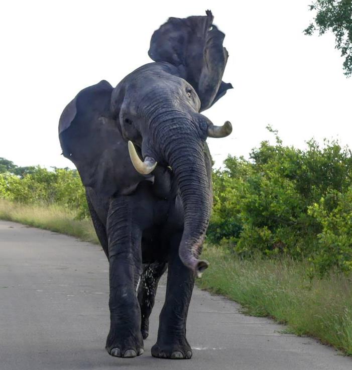 Elephant in musth attacking