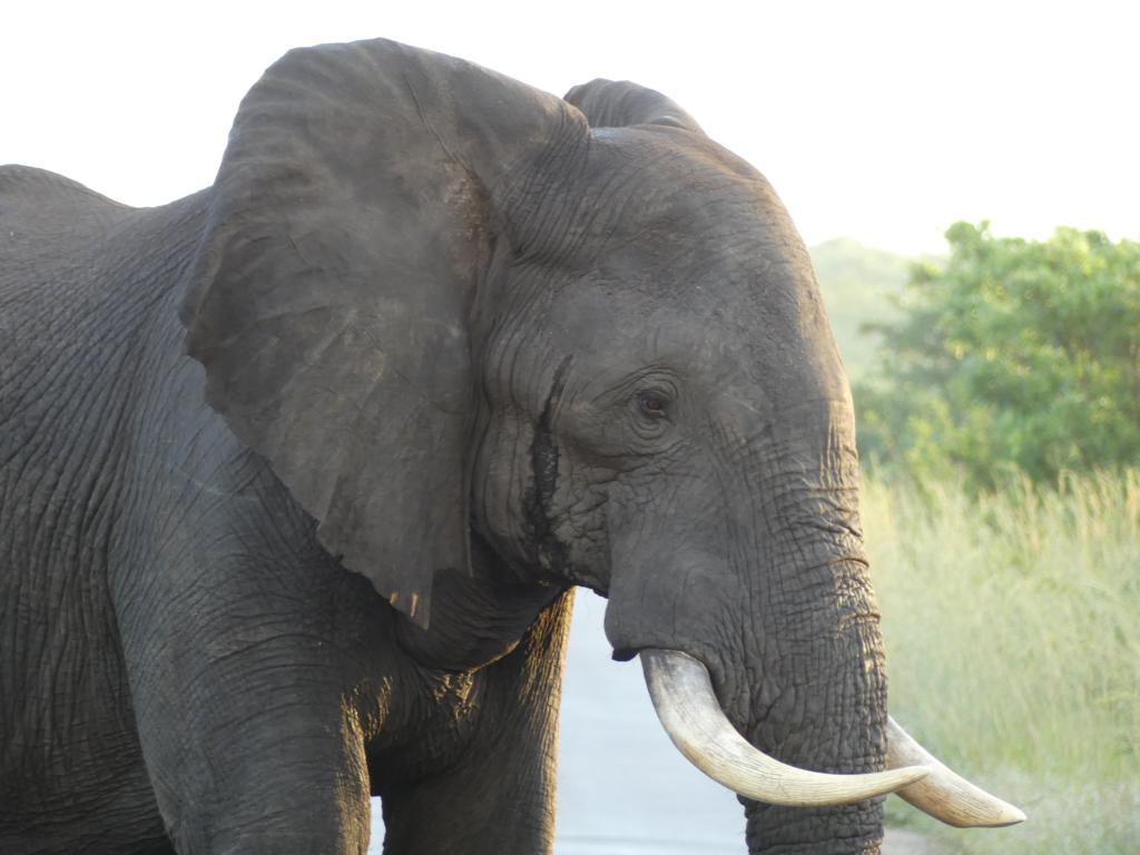 African elephant bull in musth