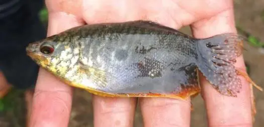 Trapping Snakeskin Gourami in the Mekong Delta - Bushguide 101