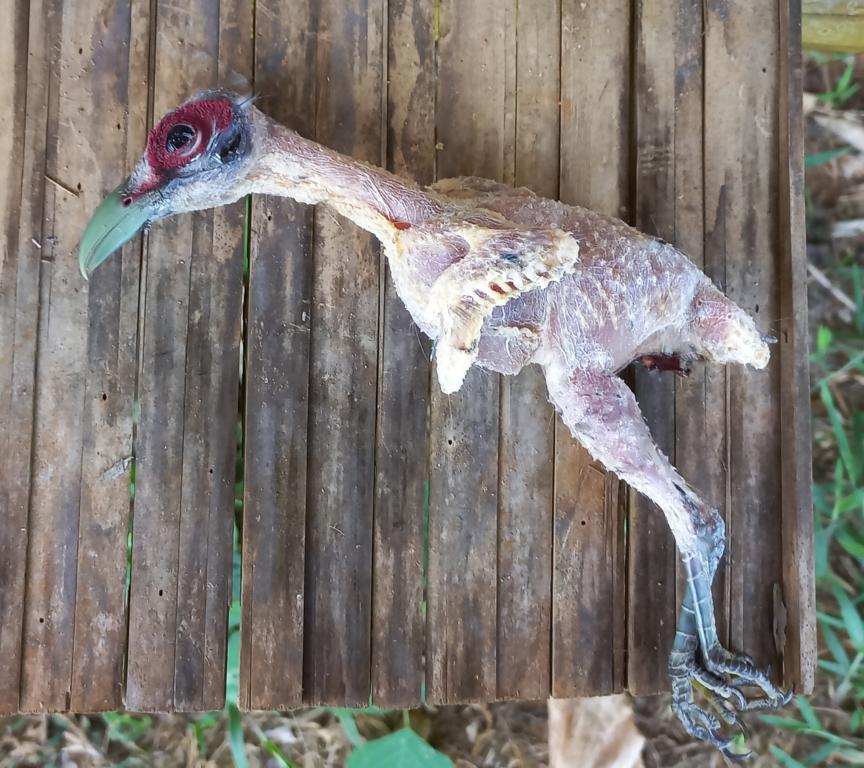 Another plucked Green-billed Malkoha bird