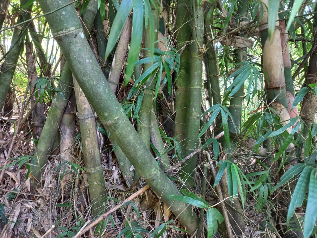 Sweet Bamboo at Pu Luong Nature Reserve in Vietnam