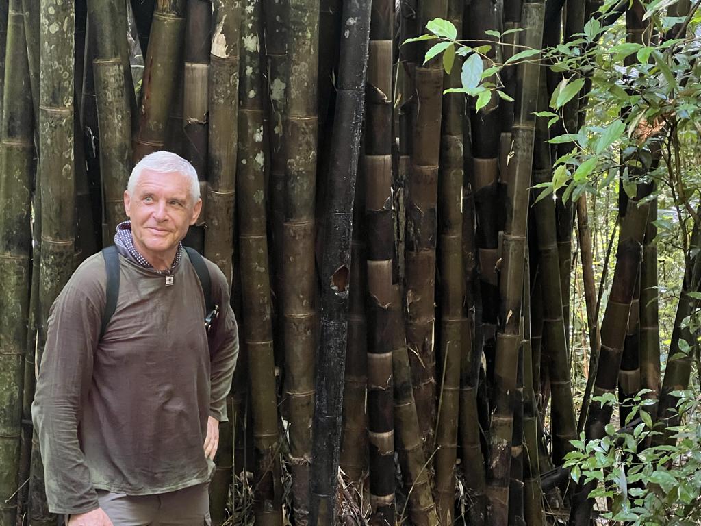 Giant Bamboo species at Khao Sok National Park in Thailand