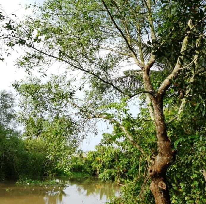 Mangrove apple tree at the banks of brackish water