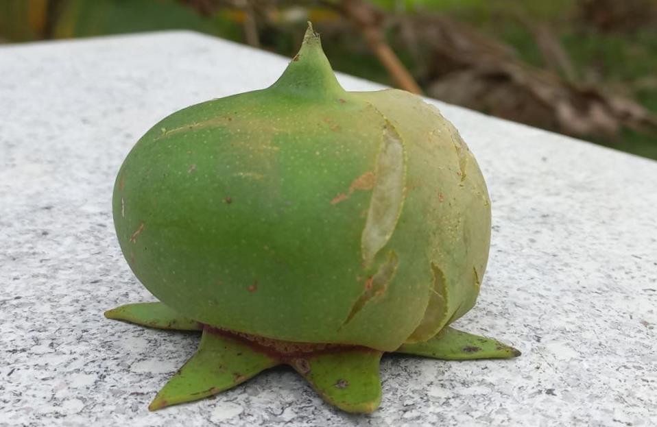 Ripe Mekong apple fruit