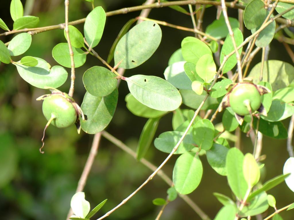 Sonneratia caseolaris leaves
