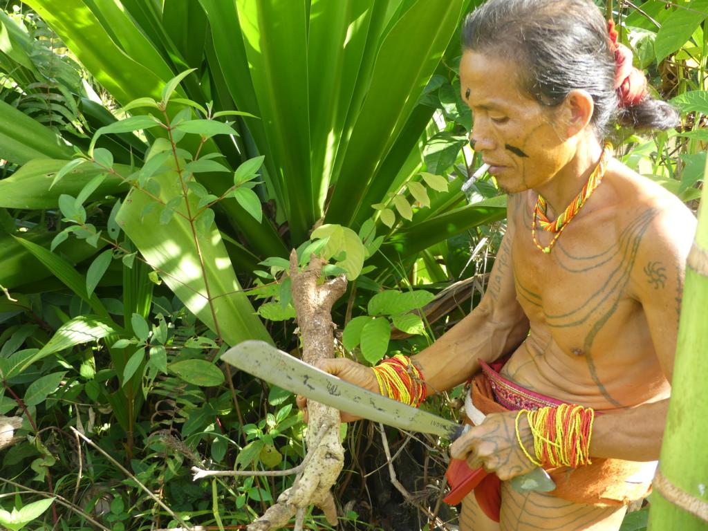 Raggi root with Mentawai