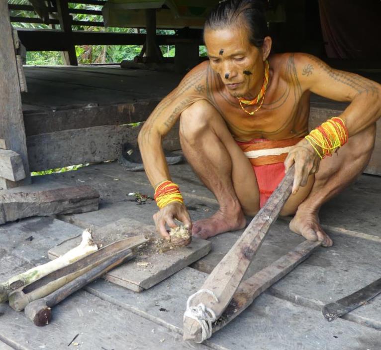 Pressing of the poisonous components by a Mentawai
