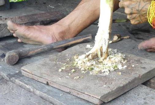Scrapping the bark of a Raggi stem