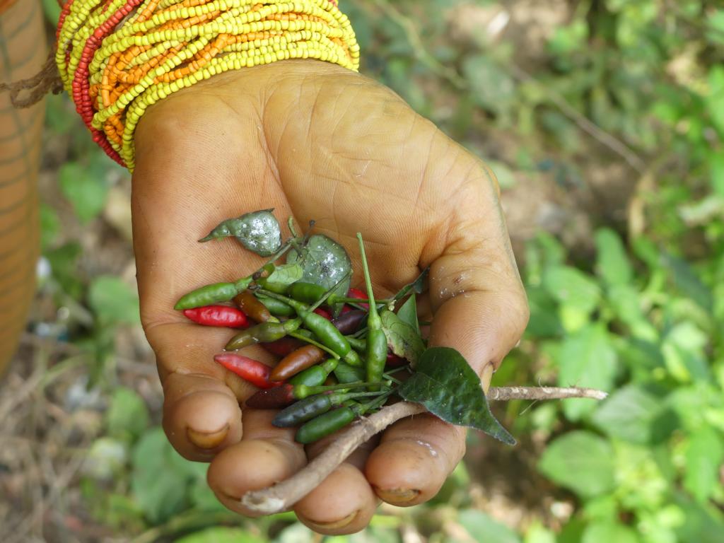 Capsicum frutescens as one ingredient of Mentawai arrow poison