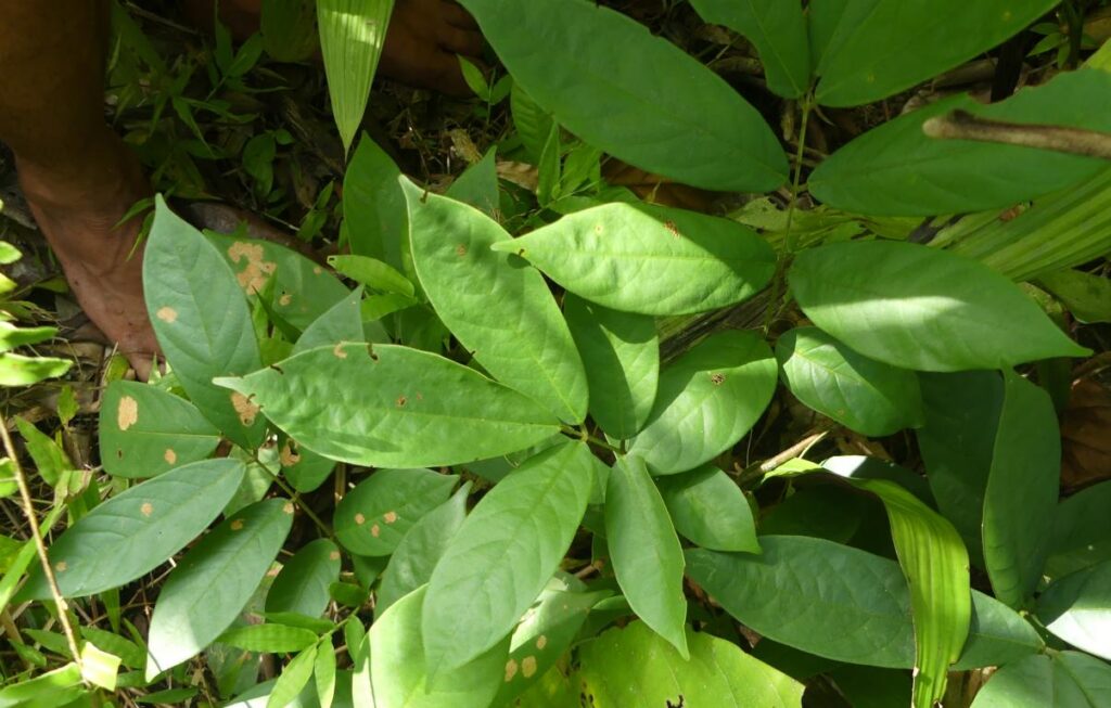 Derris elliptica leaves