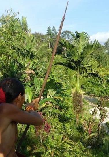 Shooting a Mentawai hunting bow