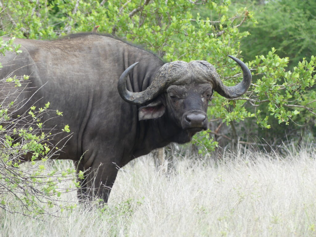 African buffalo Dagha Boy