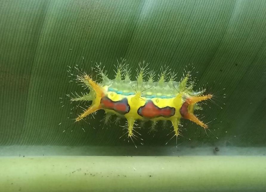Stinging Nettle Slug Caterpillar from Pu Luong Nature Reserve in Vietnam