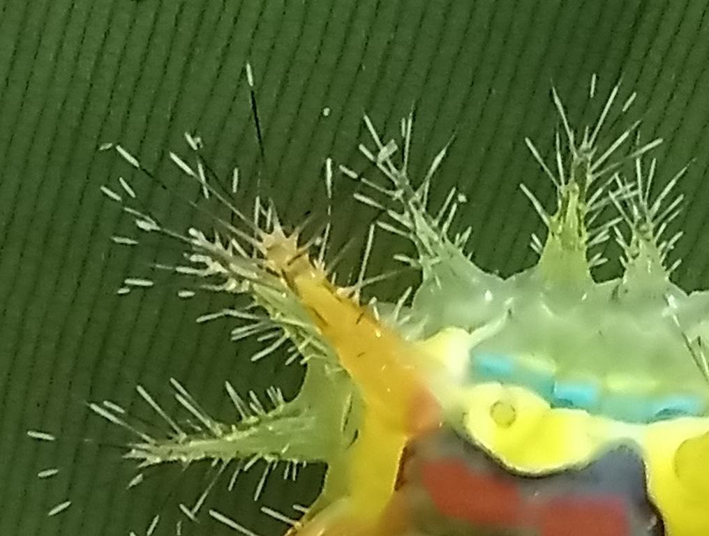 Bristles nd spines of Stinging Nettle Slug Caterpillar Vietnam