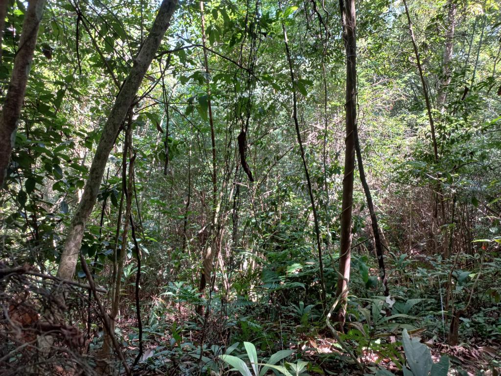 Semi.-deciduous forest in Vietnam