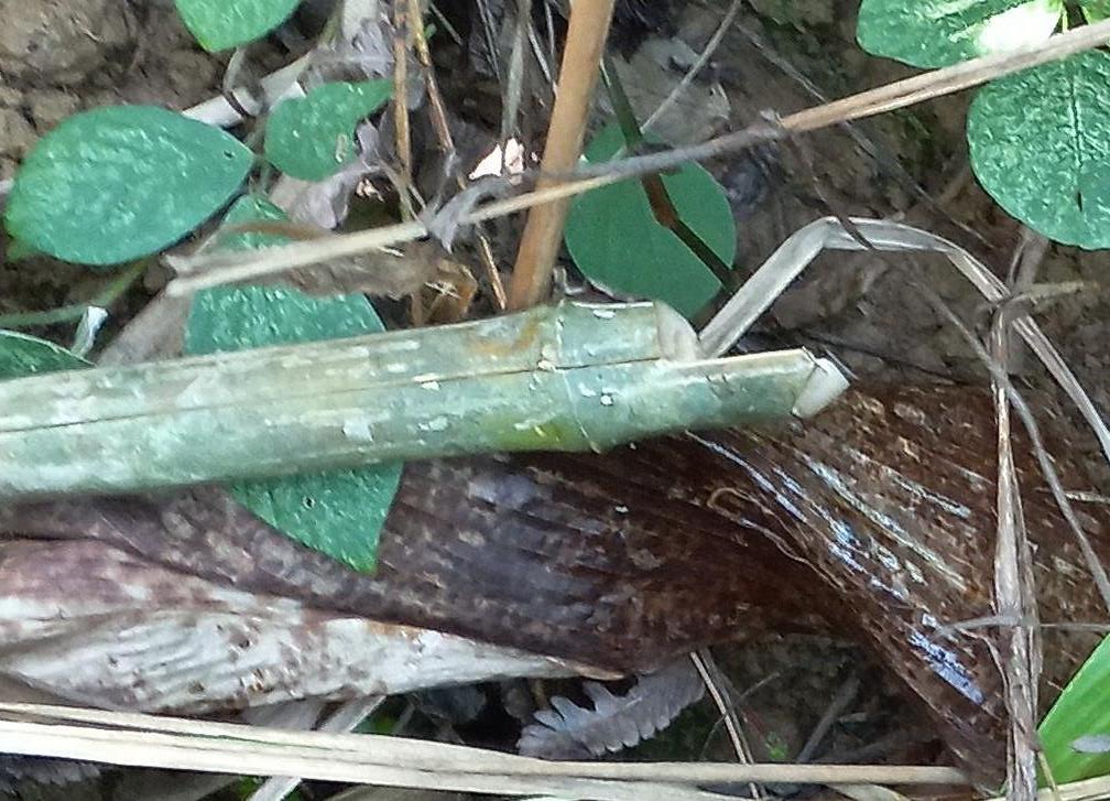 Upper half of a bamboo stick for scissor traps