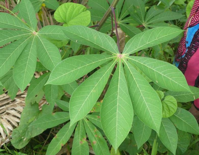 Detail of a young cassava leaf