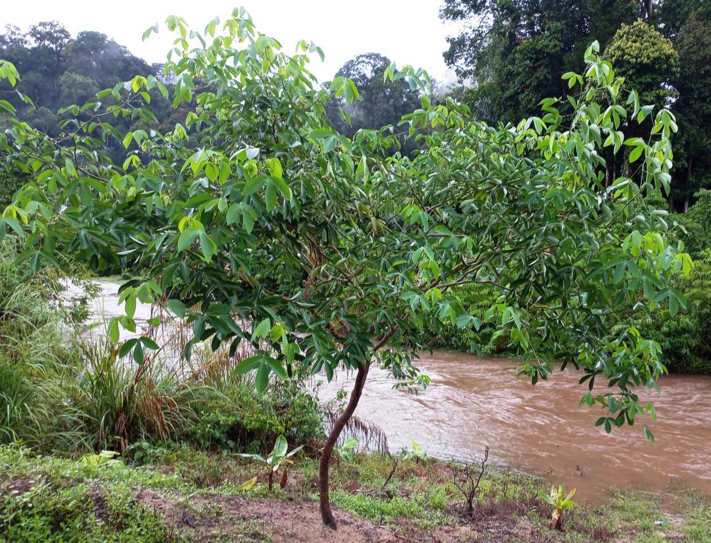 uncultivated cassava tree