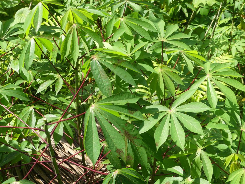 spread growth type of a cassava plant