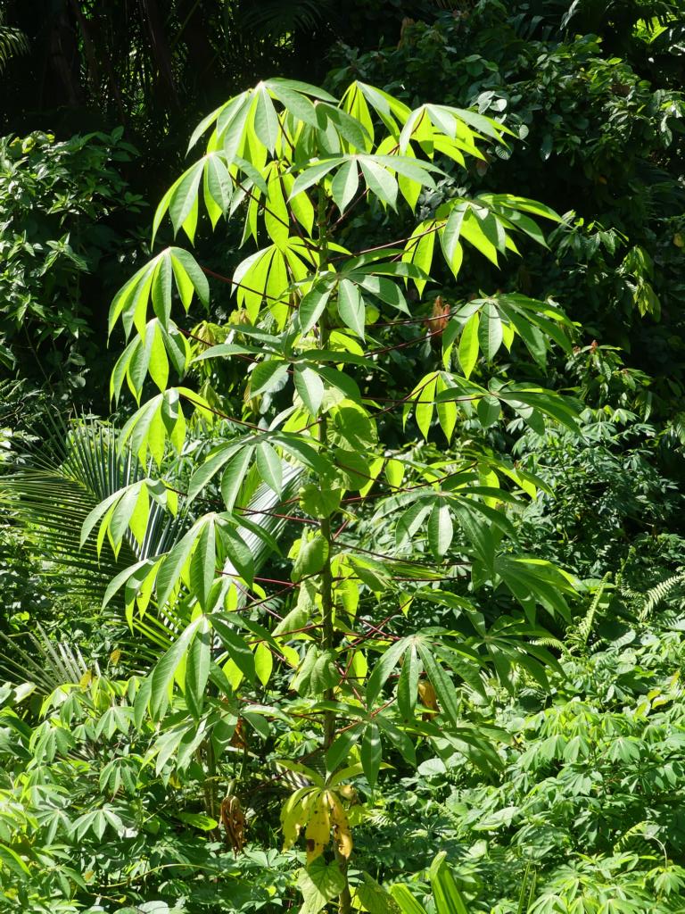 erect growth type of a cassava plant