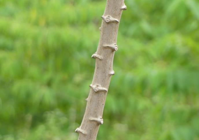 stem of a cassava plant