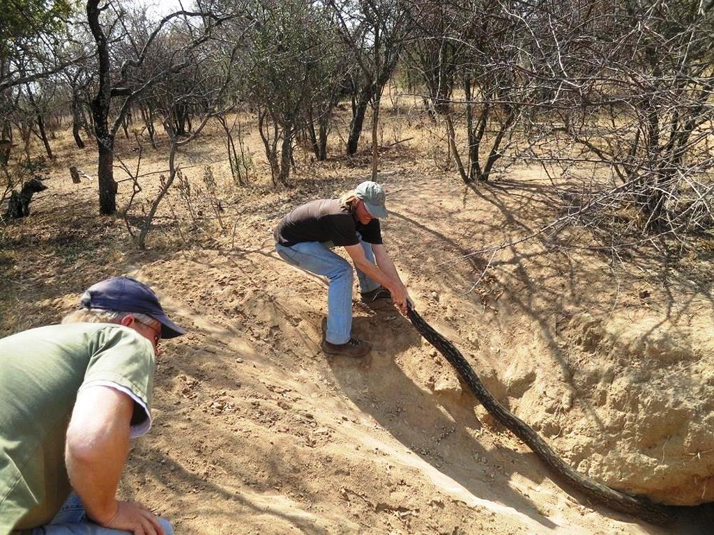 Researchers attempt to catch a large python
