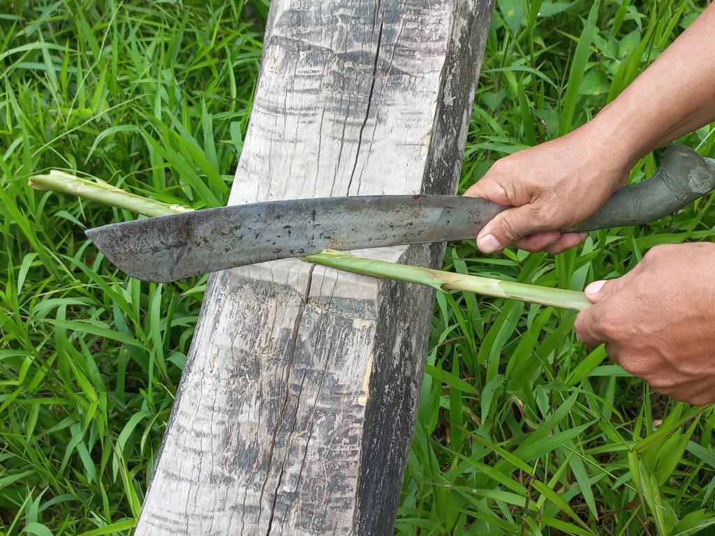 Squashing a stem of a ginger lily with the backside of a machete