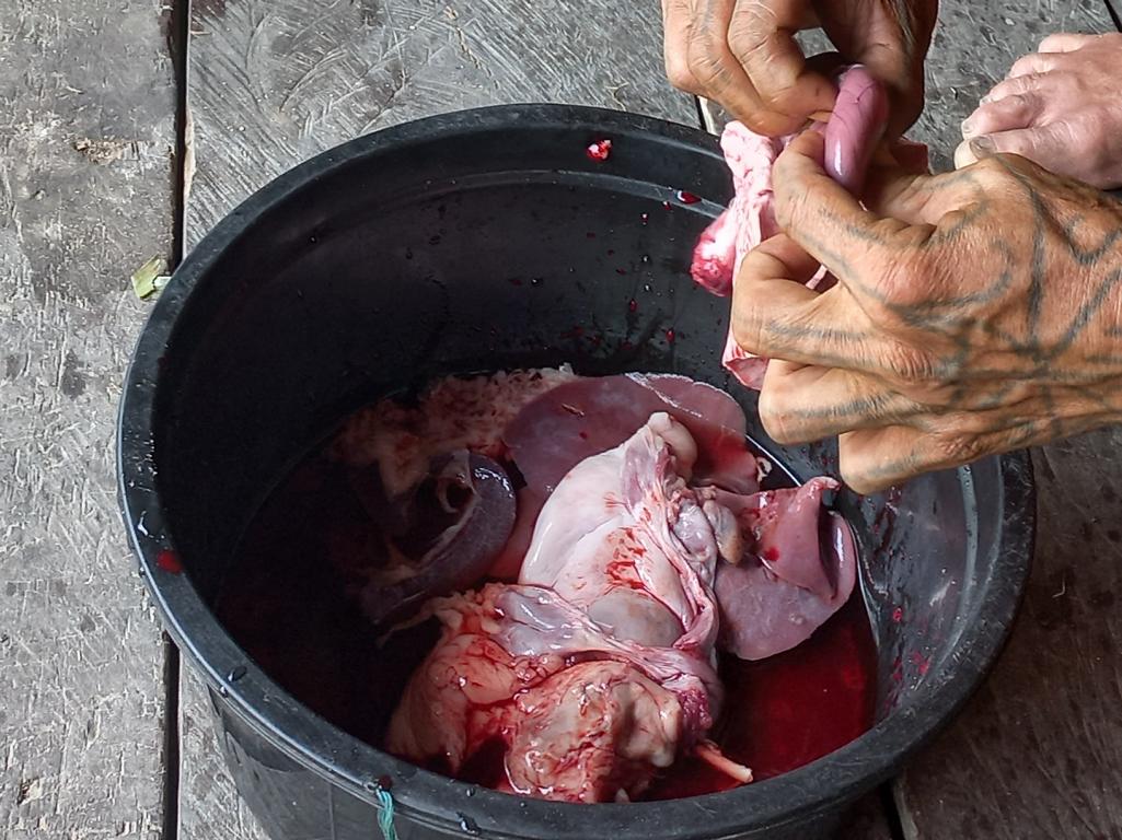 Mentawai checking innards of slaughtered pig