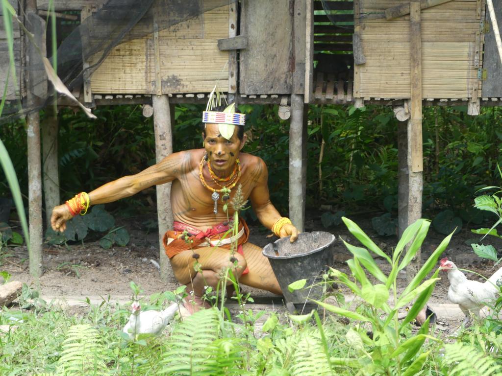 Mentawai feeding domestic chicken