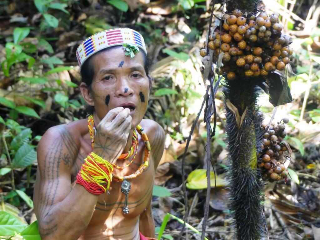 Rattan fruits in Siberut jungles Bushguide 101