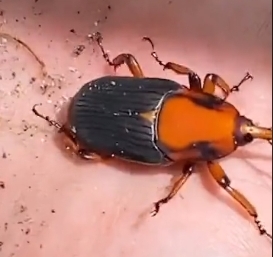 Unidentified sago worm beetle