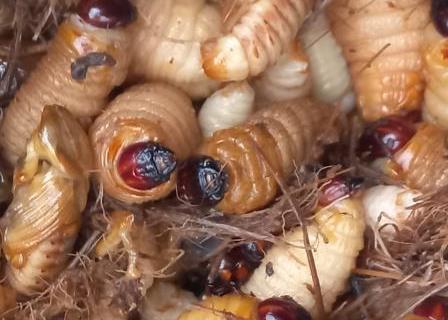 Sago worms instars and pupae