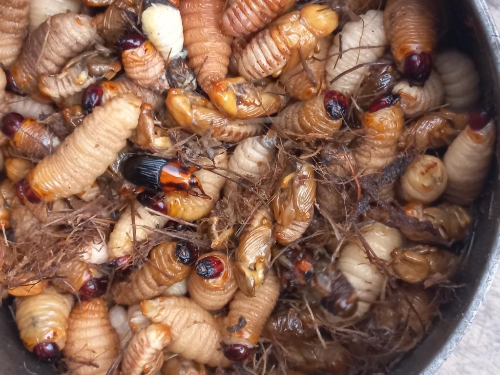 Sago worms from Siberut Island