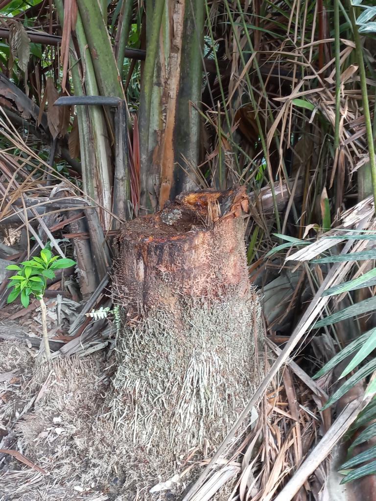 Sago palm stump ready to be harvested for sago worms