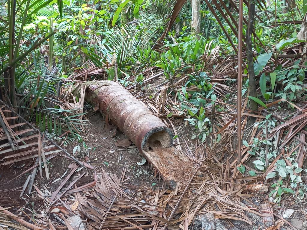 Trunk of an old sago palm which was harvested for starch